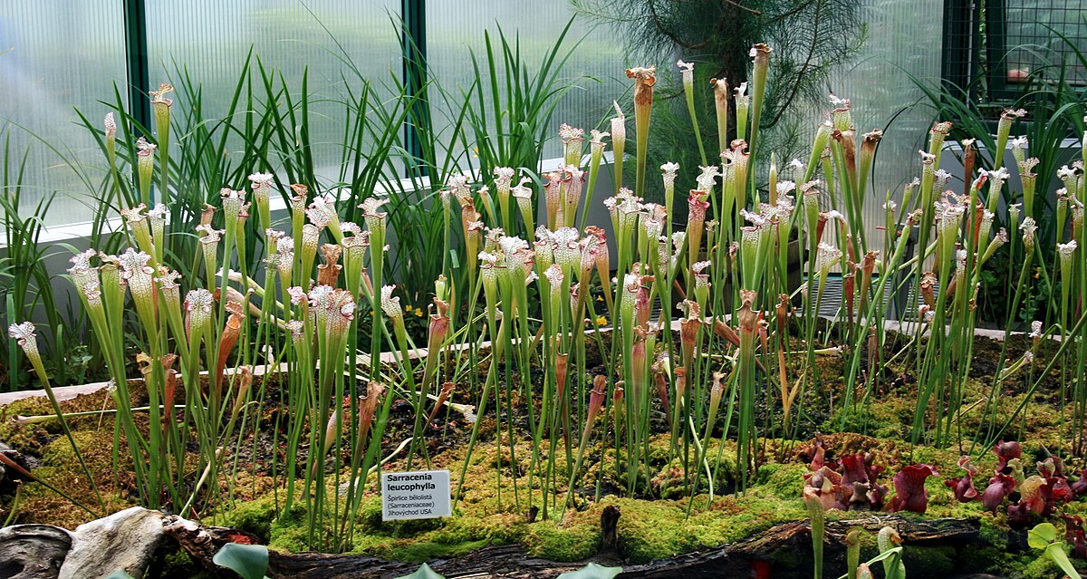 Sarracenia leucophylla