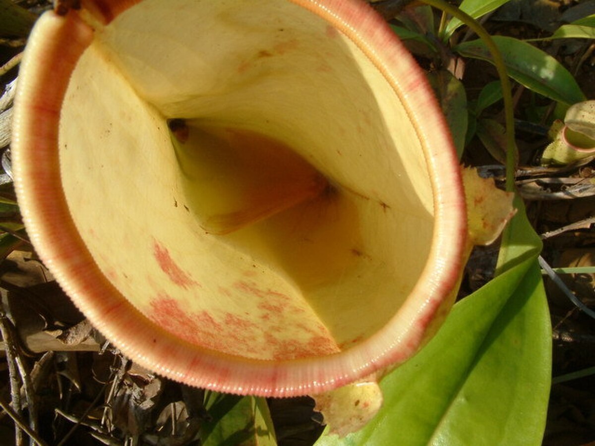 Nepenthes infauna