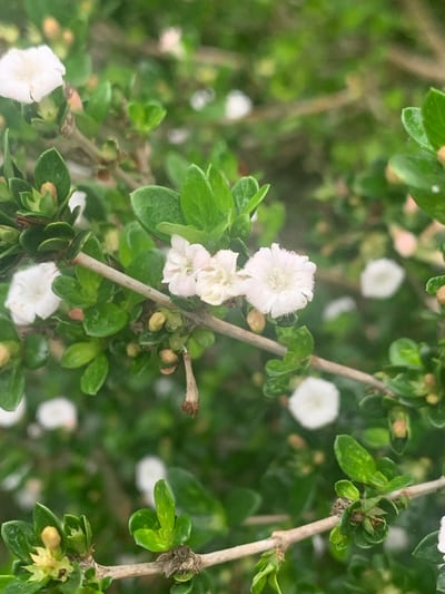 Serissa japonica