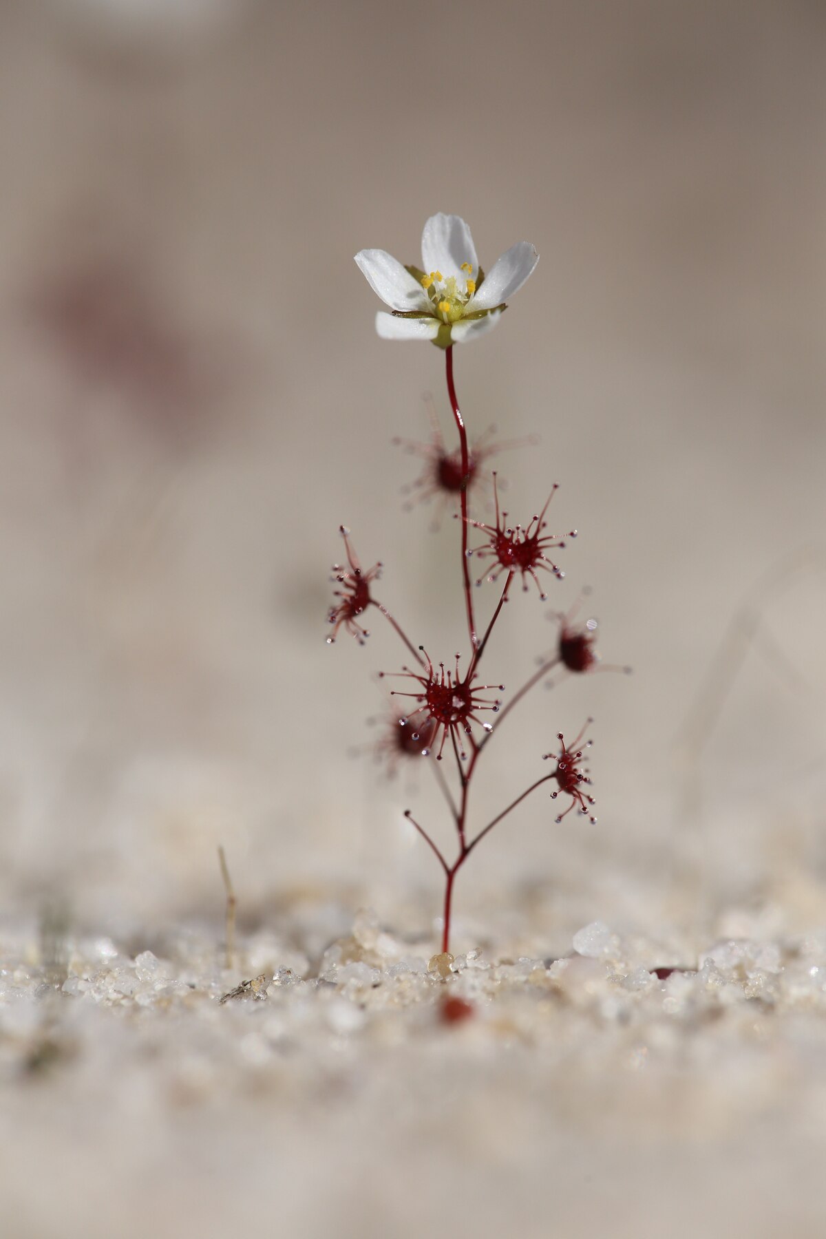 Drosera salina