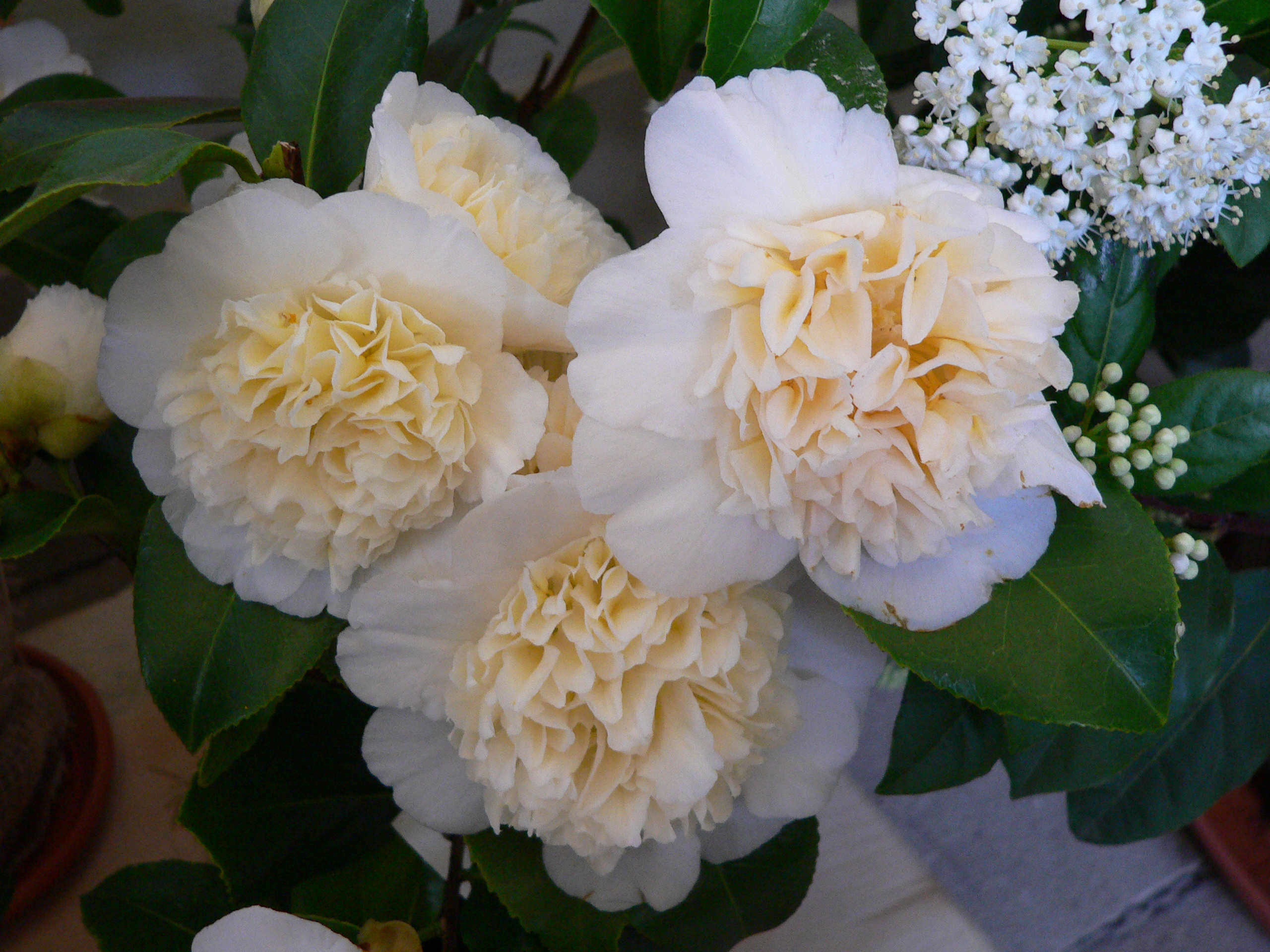 Camellia