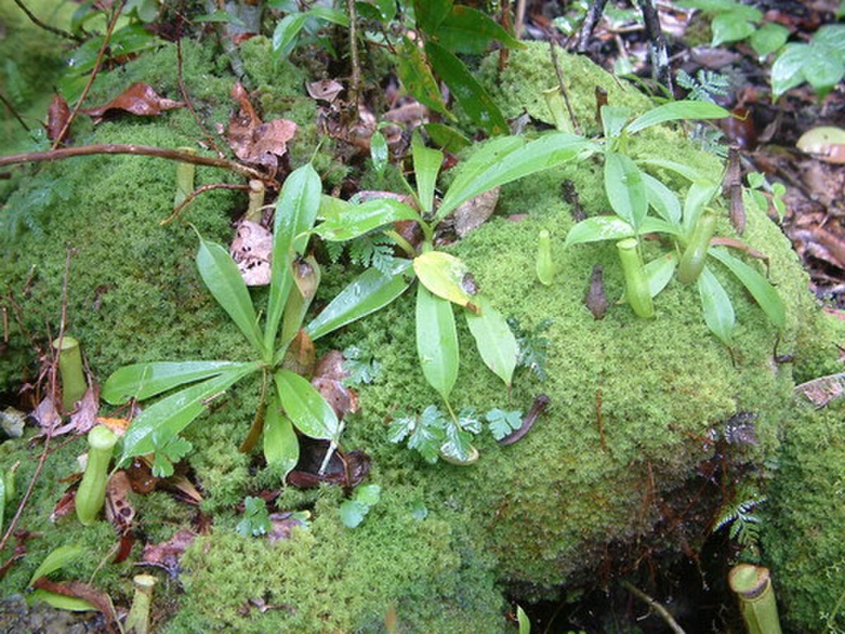 Nepenthes insignis