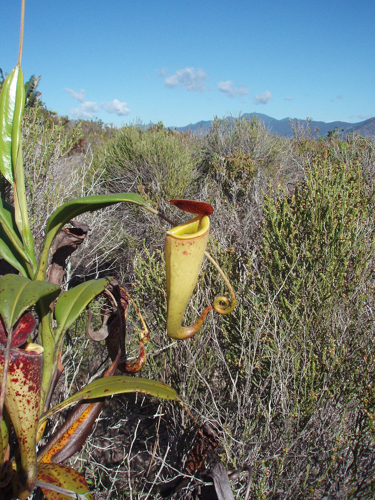 Nepenthes madagascariensis