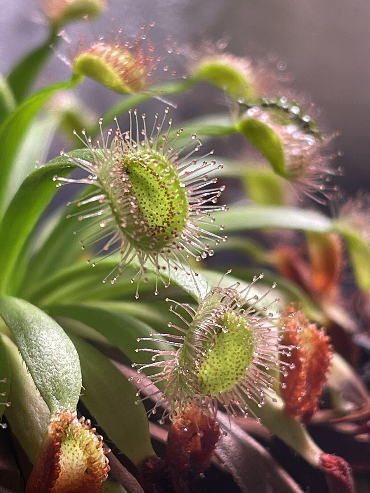 Drosera fulva