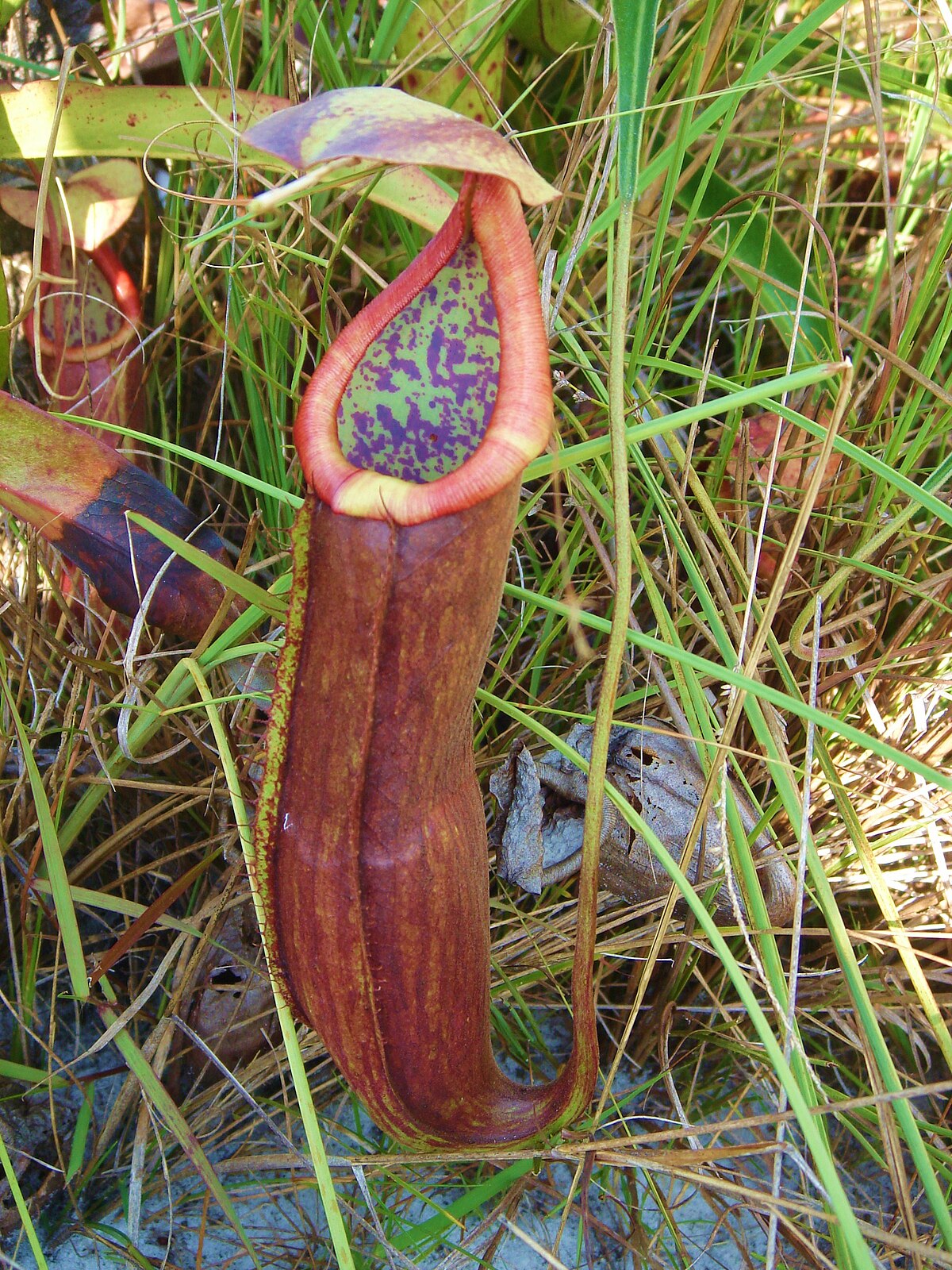 Nepenthes kongkandana