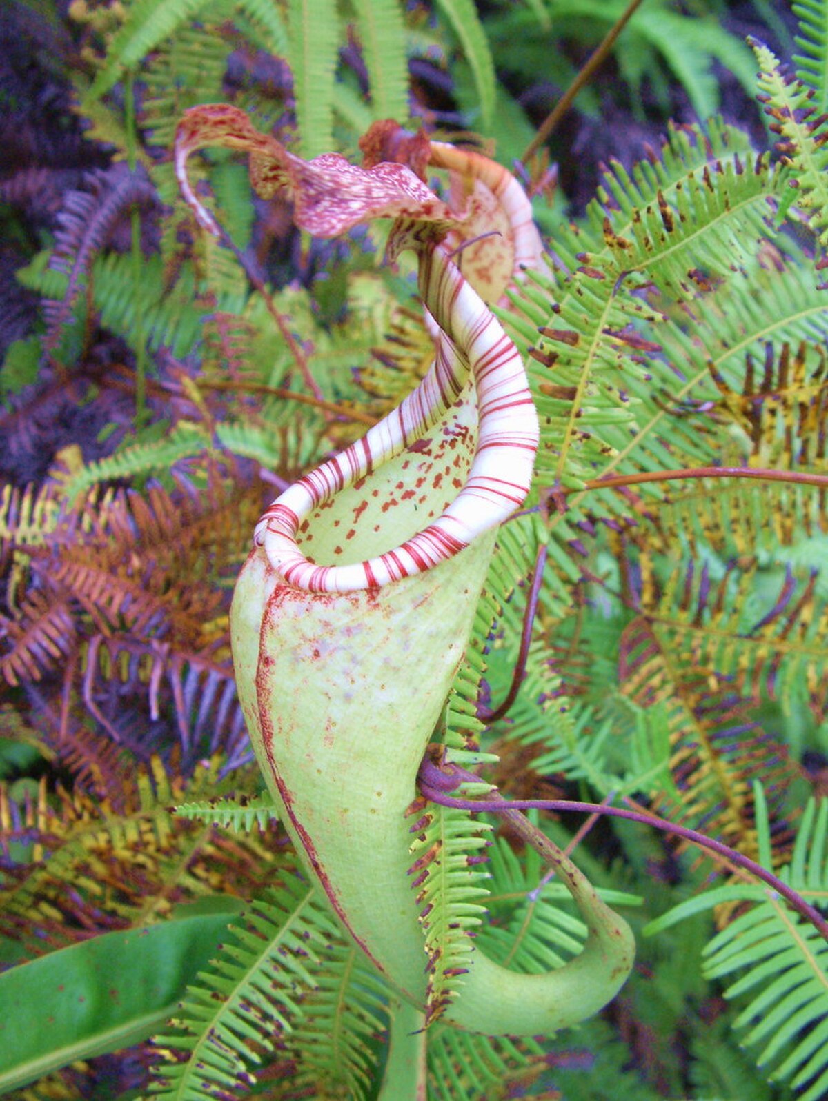 An upper pitcher of N. maxima from Sulawesi