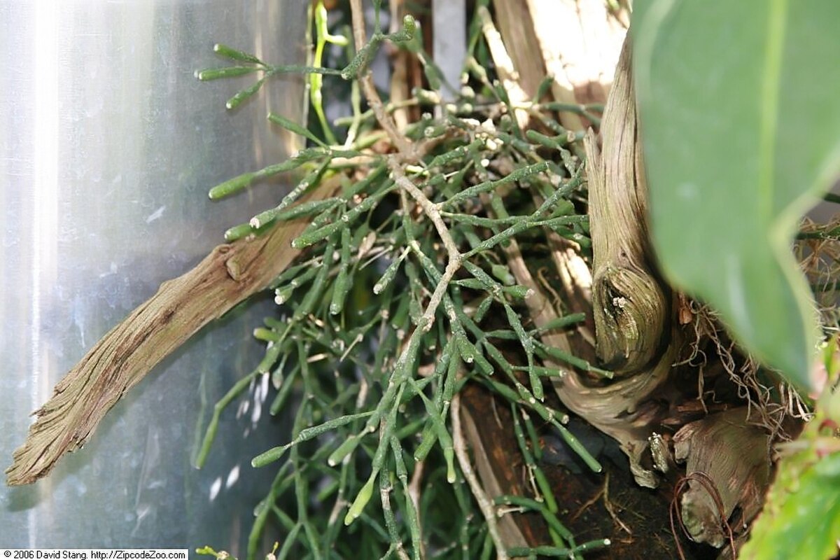 Hatiora salicornioides