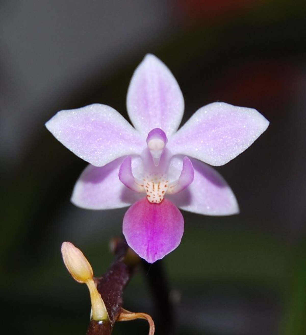 Phalaenopsis equestris
