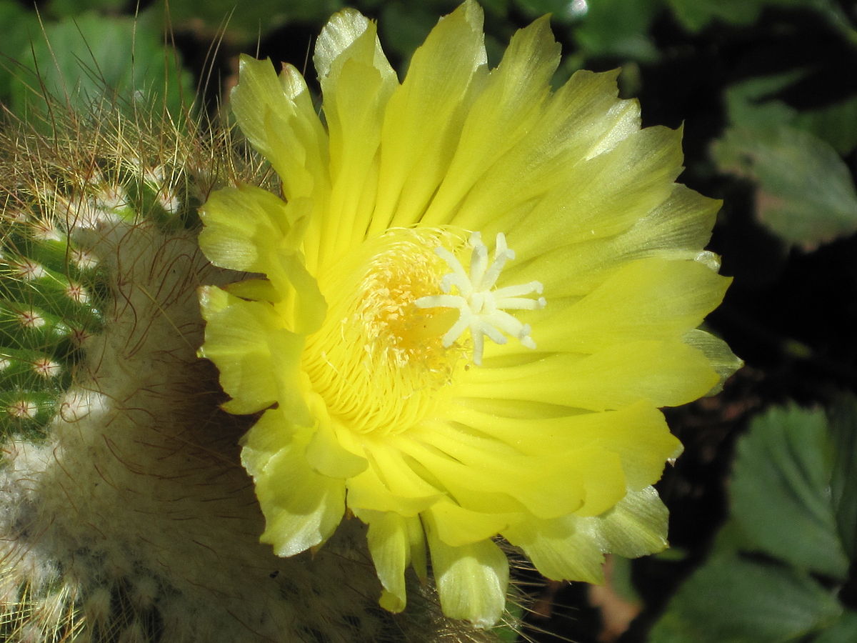 Parodia leninghausii