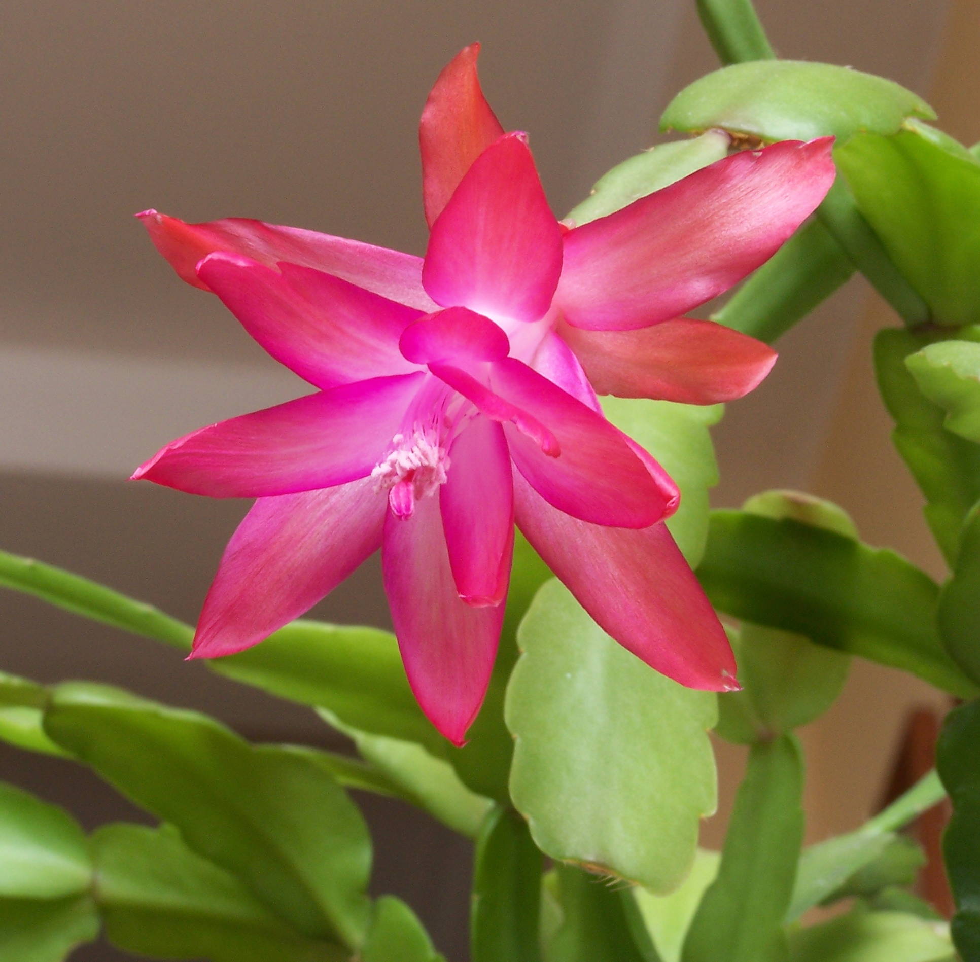 Schlumbergera