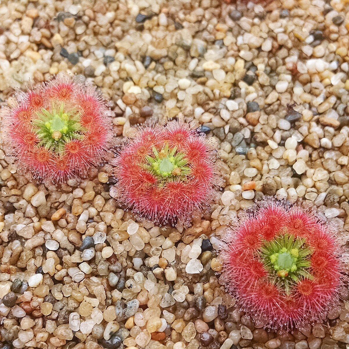 Drosera paleacea