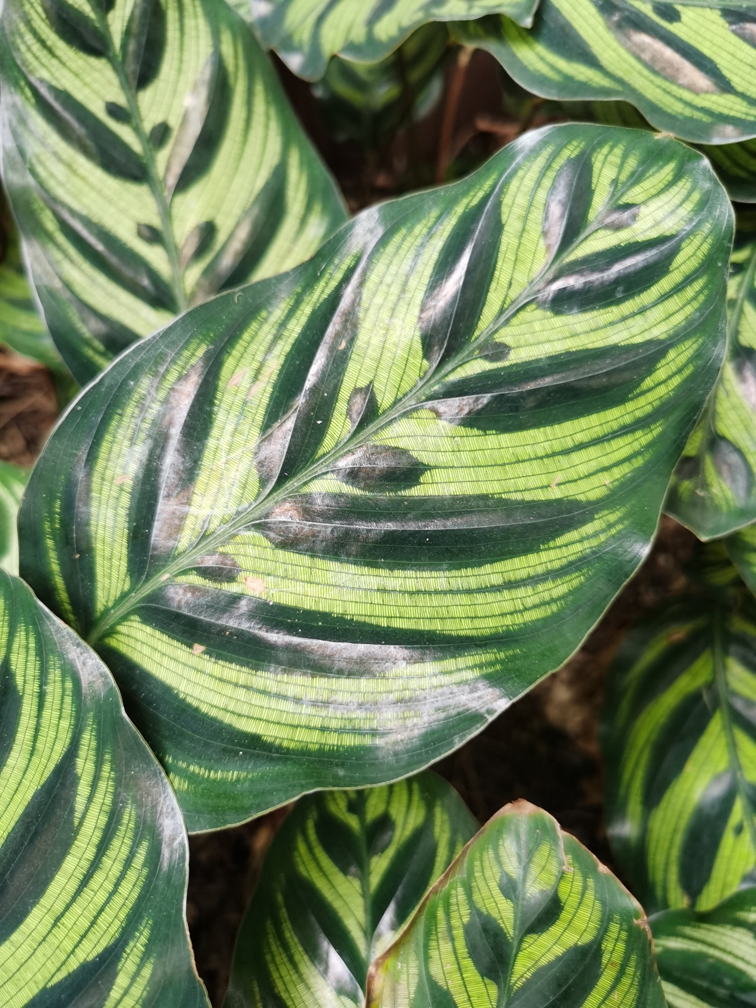 Calathea makoyana — iNaturalist