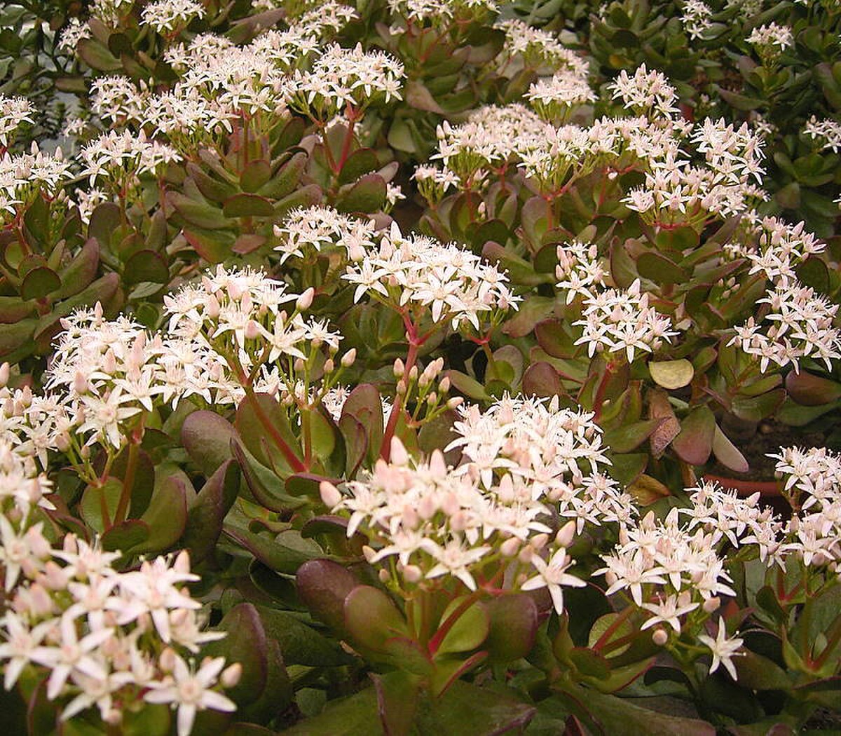 Crassula ovata