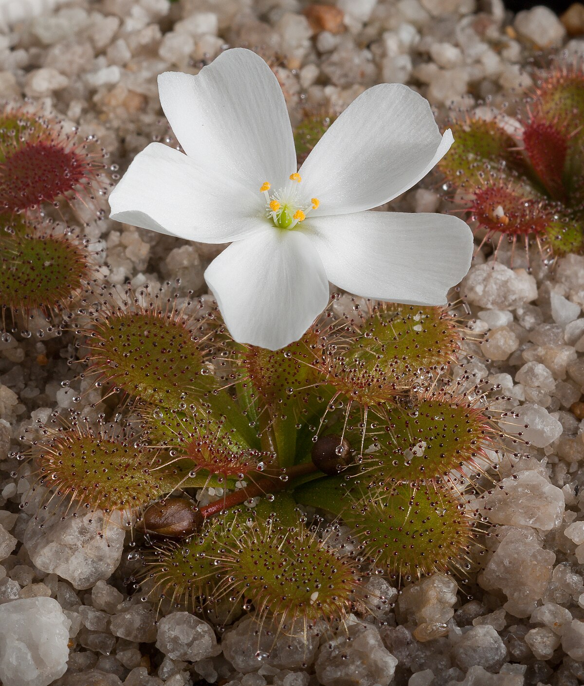Drosera aberrans