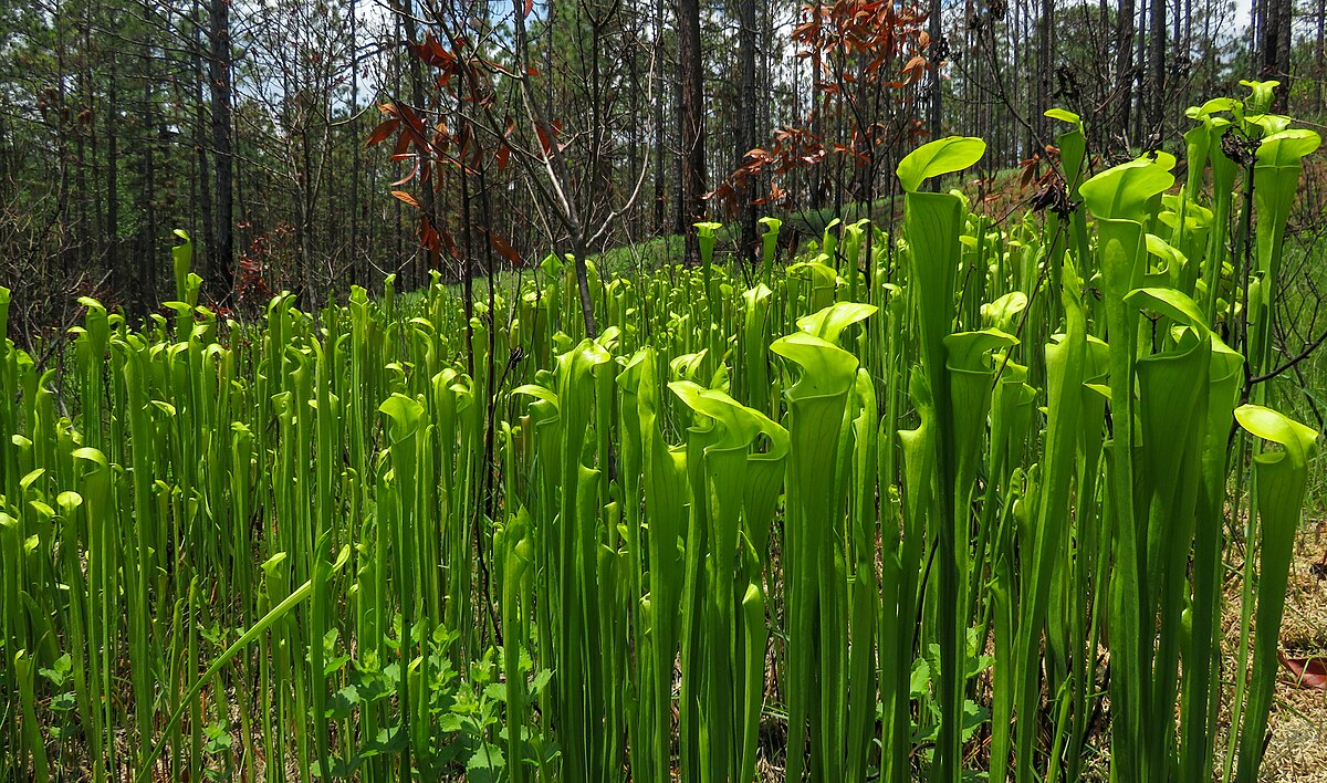 Sarracenia alata