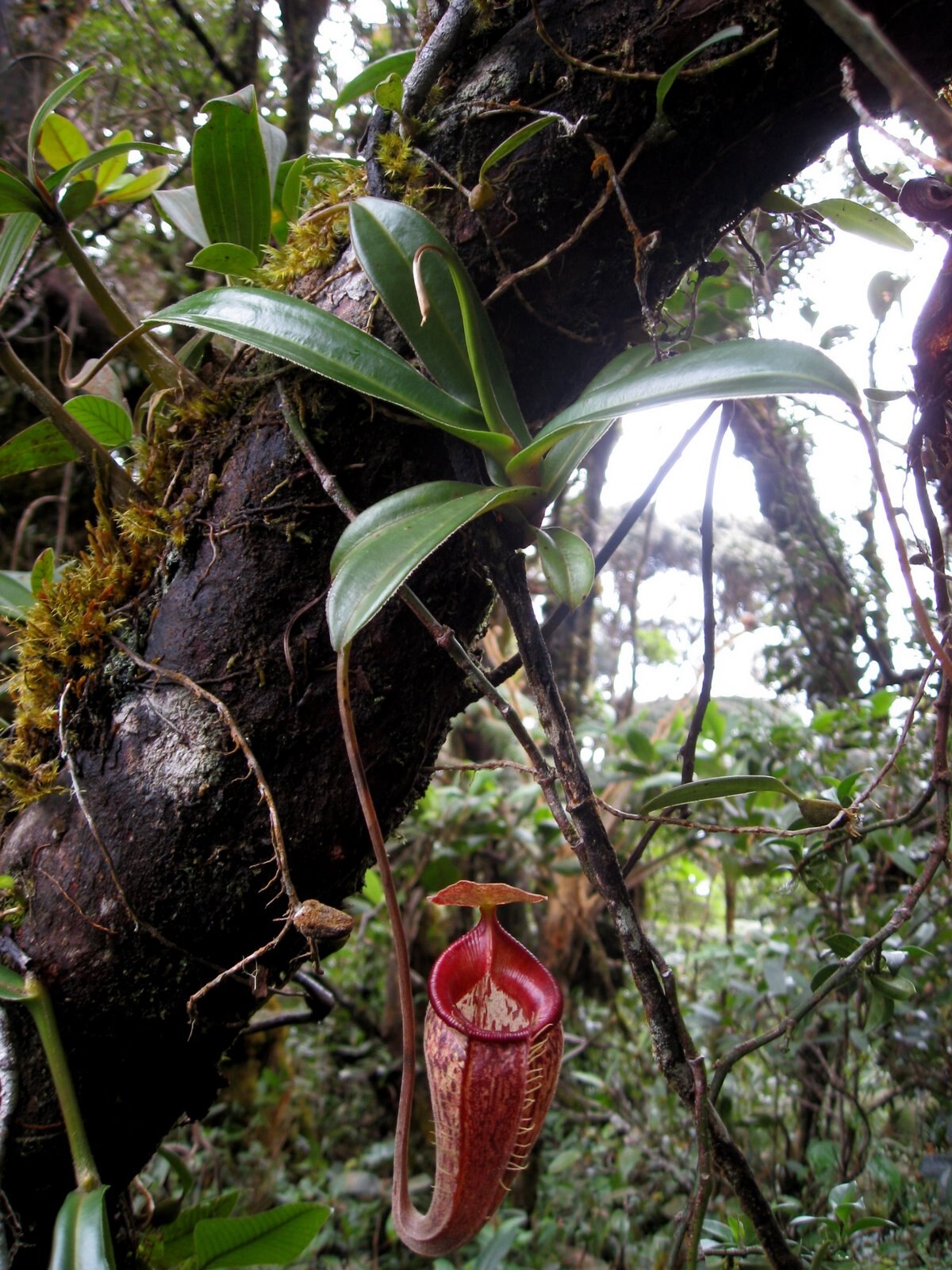 Nepenthes Talangensis