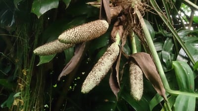 Epipremnum global