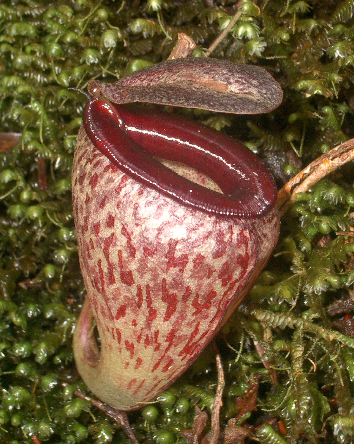 Nepenthes Tenuis