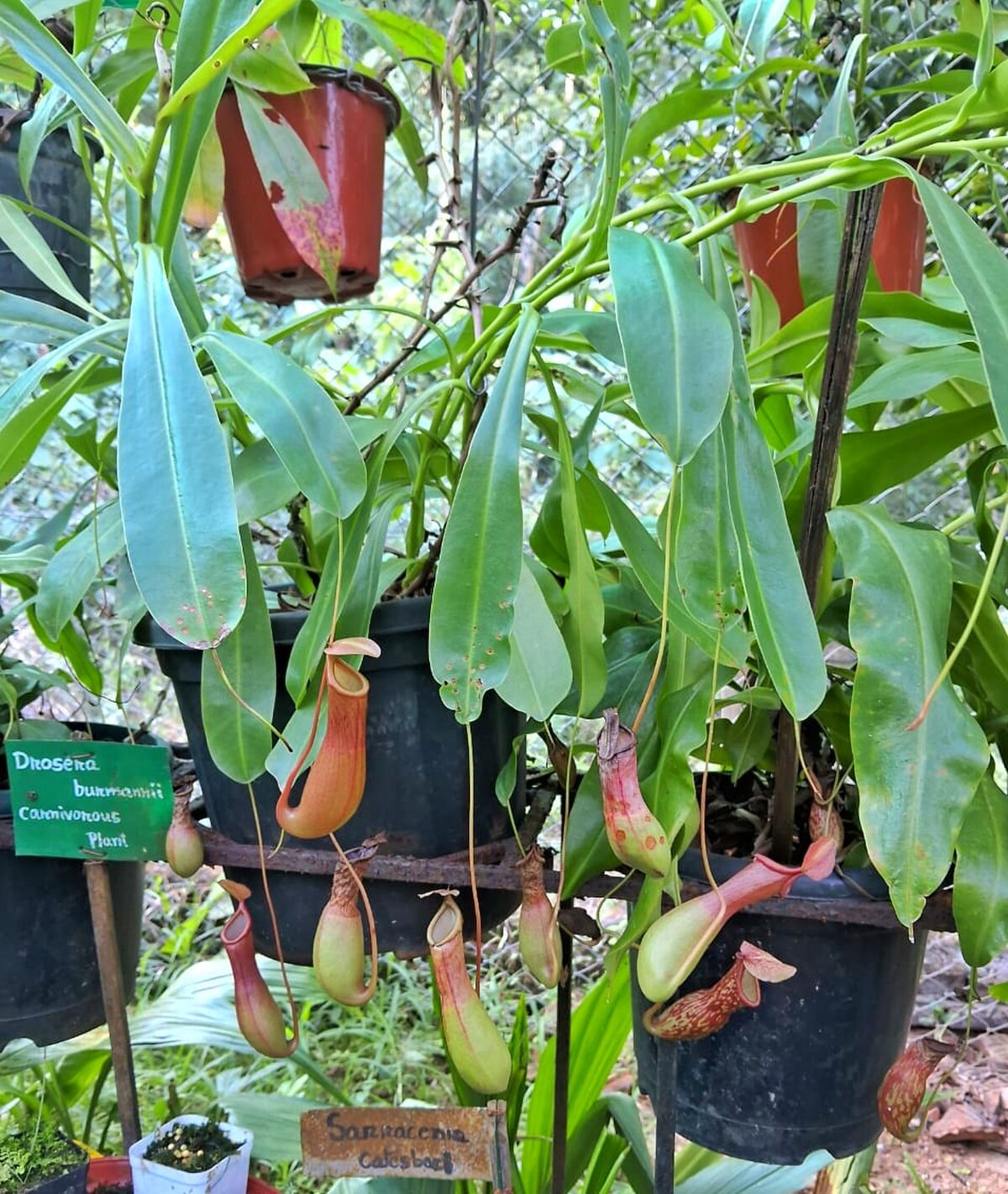 Nepenthes major