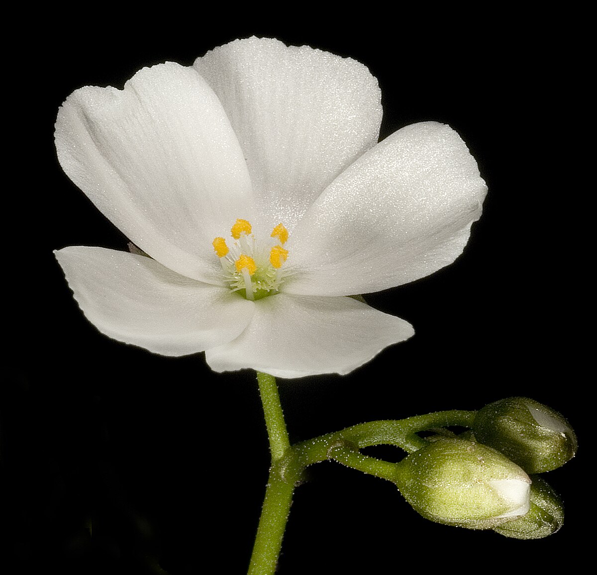 Drosera porrecta