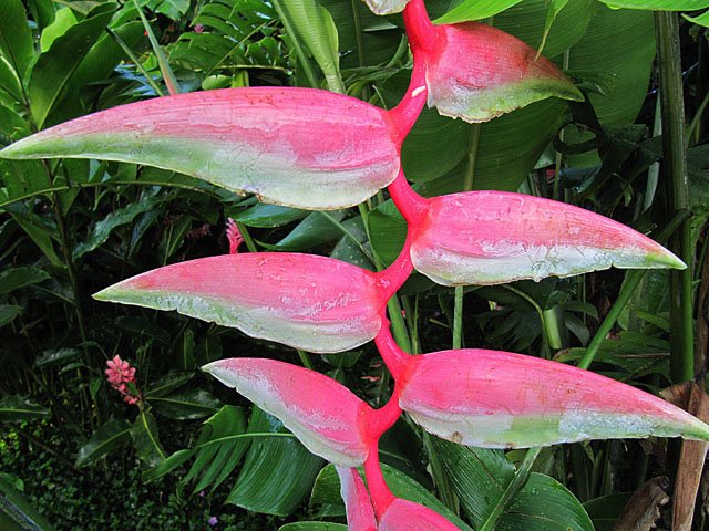 Heliconia