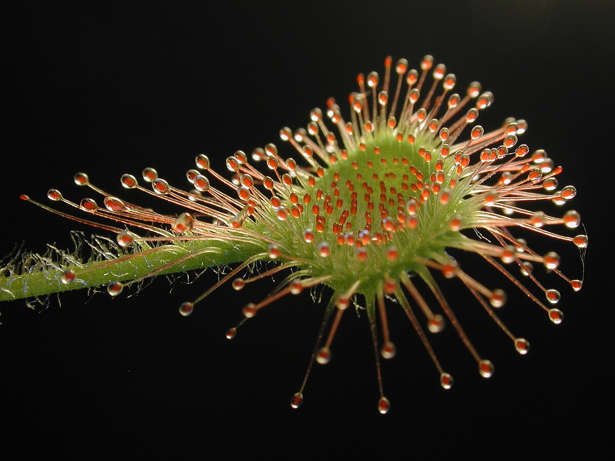 Drosera prolifera