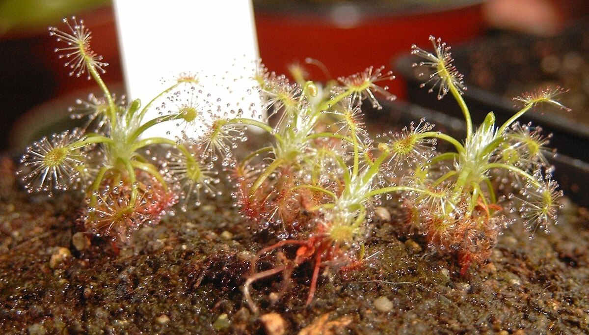 Drosera dichrosepala