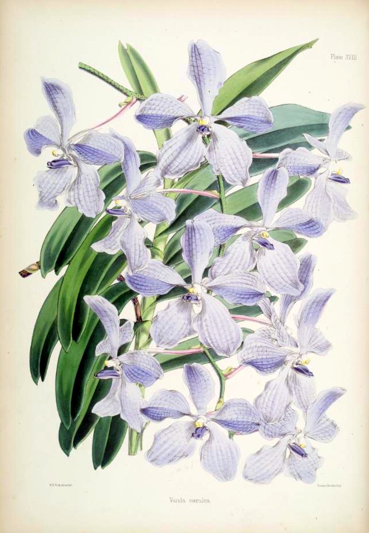 Vanda coerulea