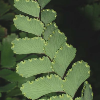 Adiantum fragrans