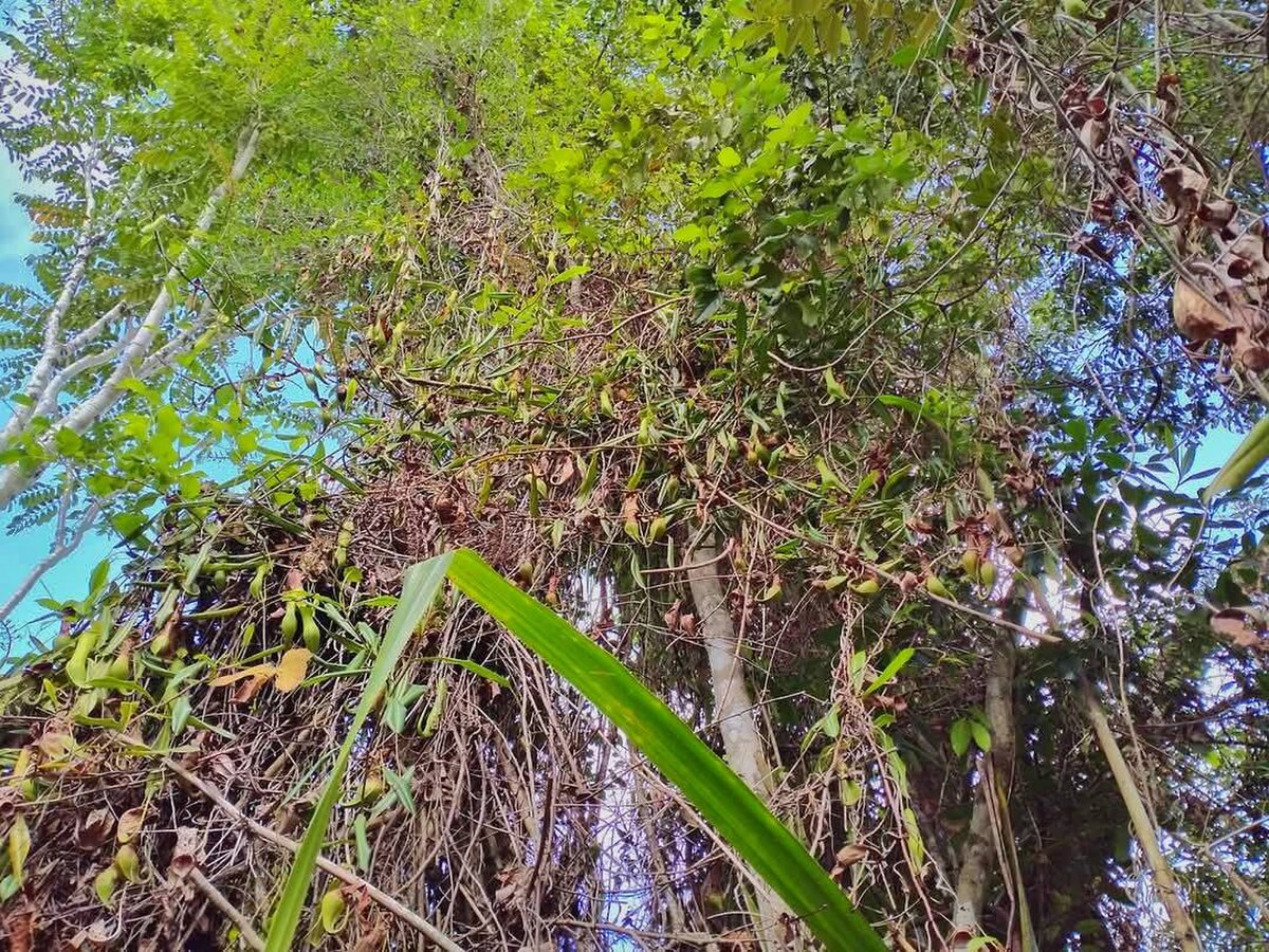 Nepenthes higaonon