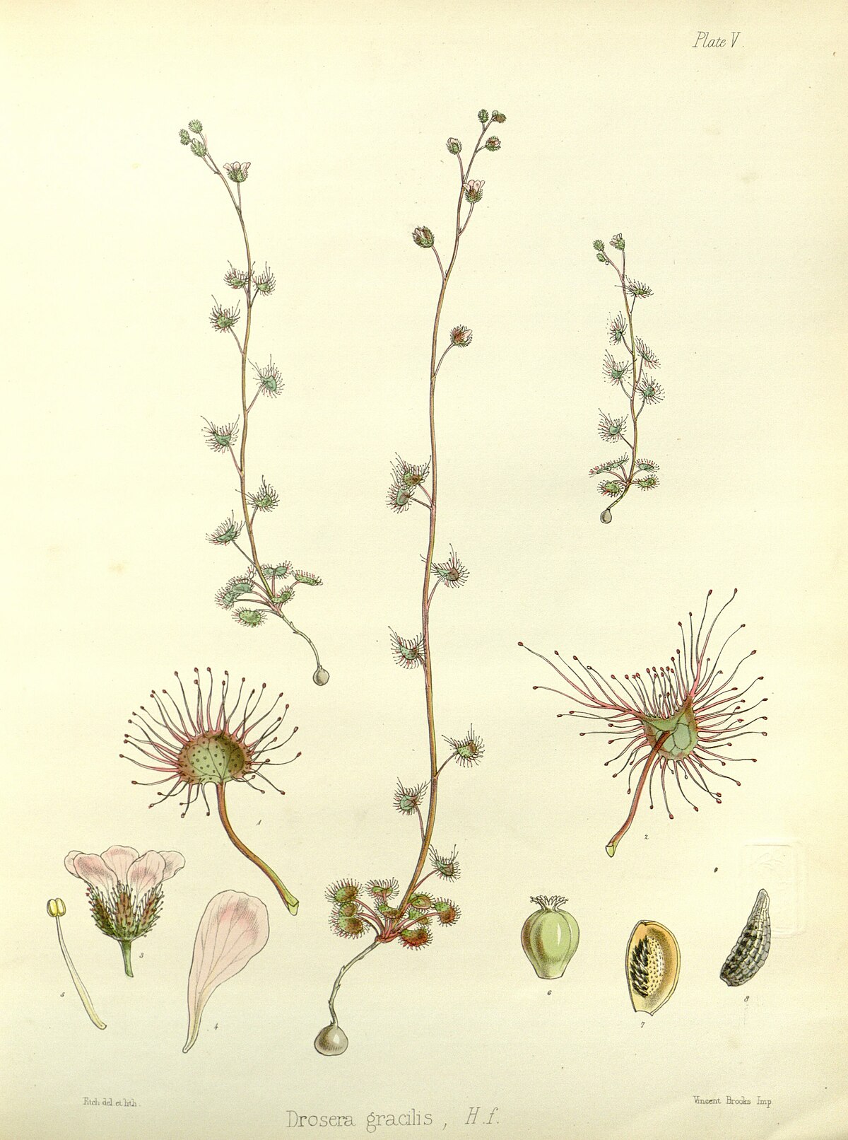Drosera gracilis