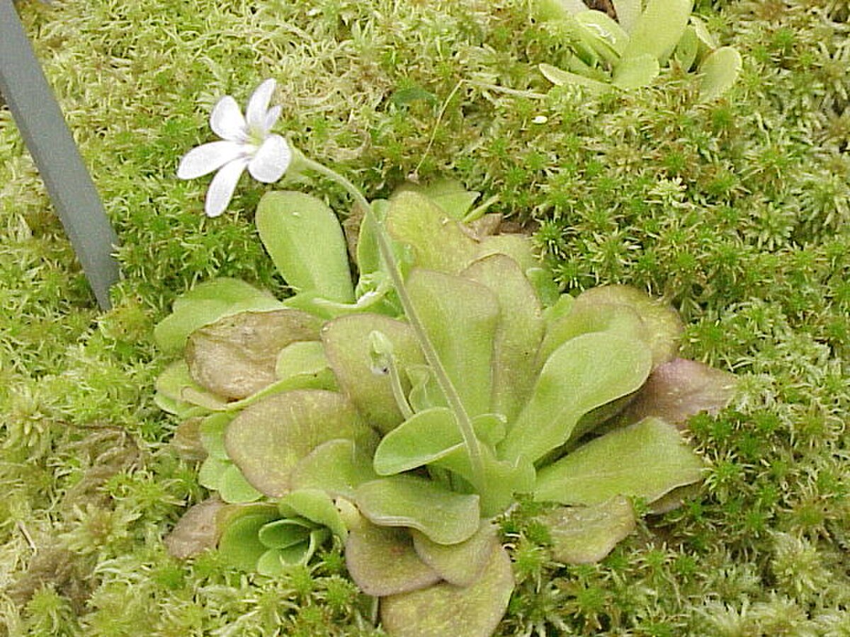 Pinguicula agnata