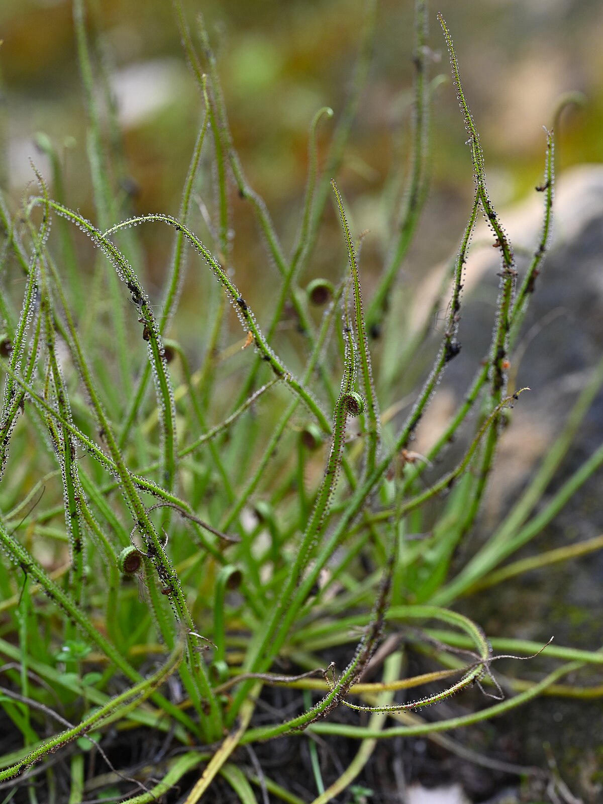 Drosophyllum lusitanicum