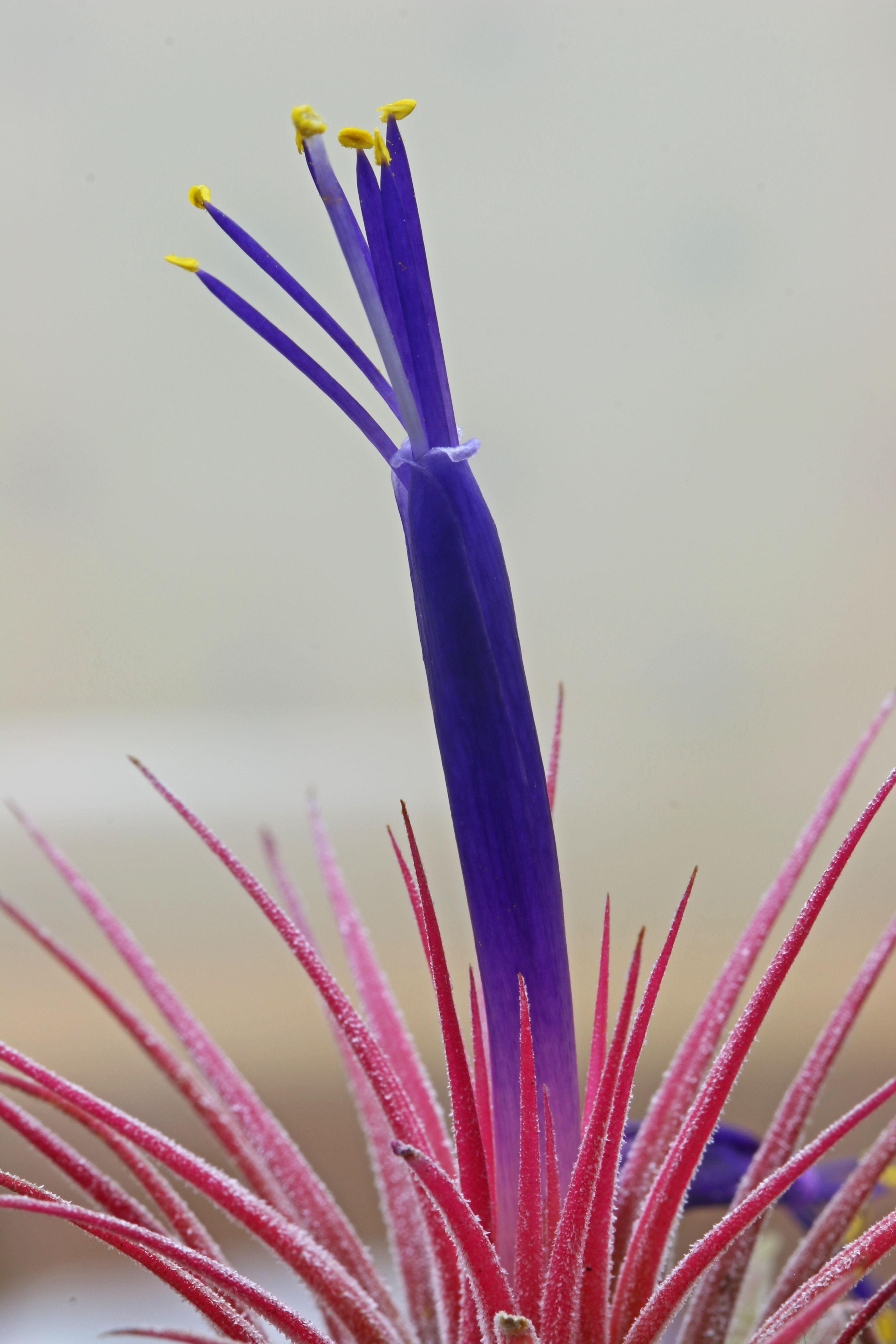Tillandsia ionantha