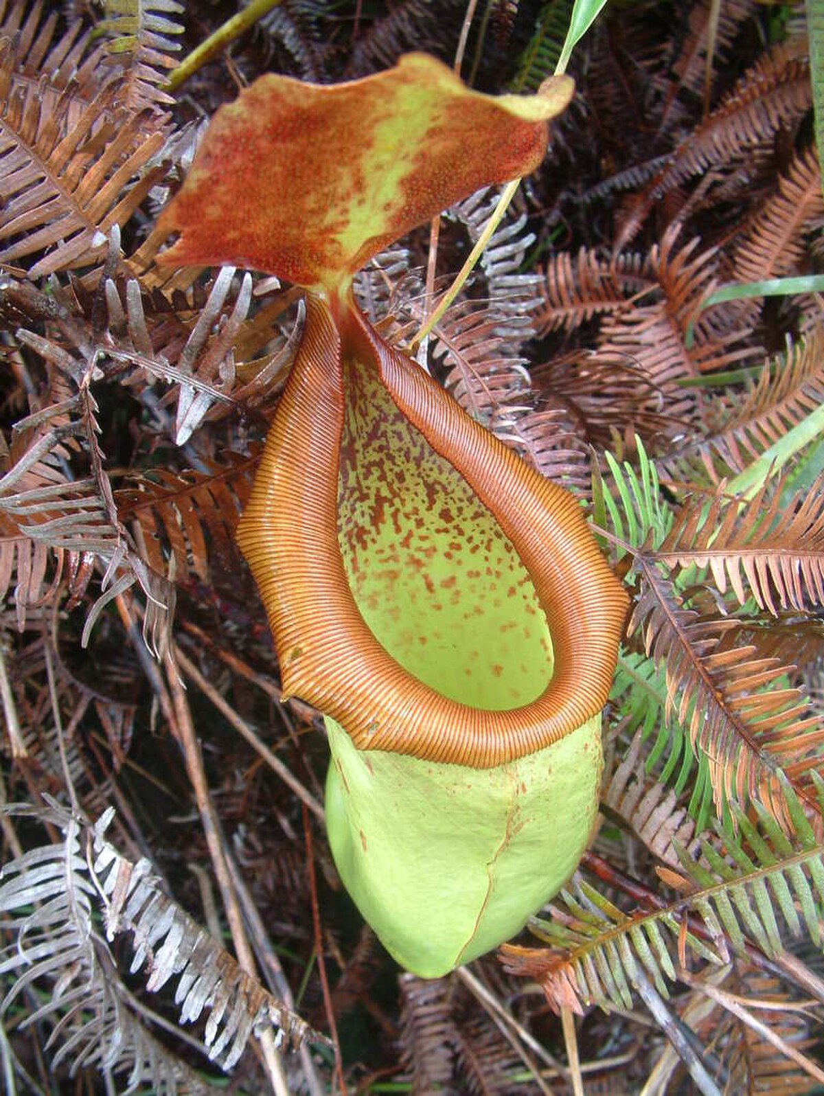 Nepenthes insignis