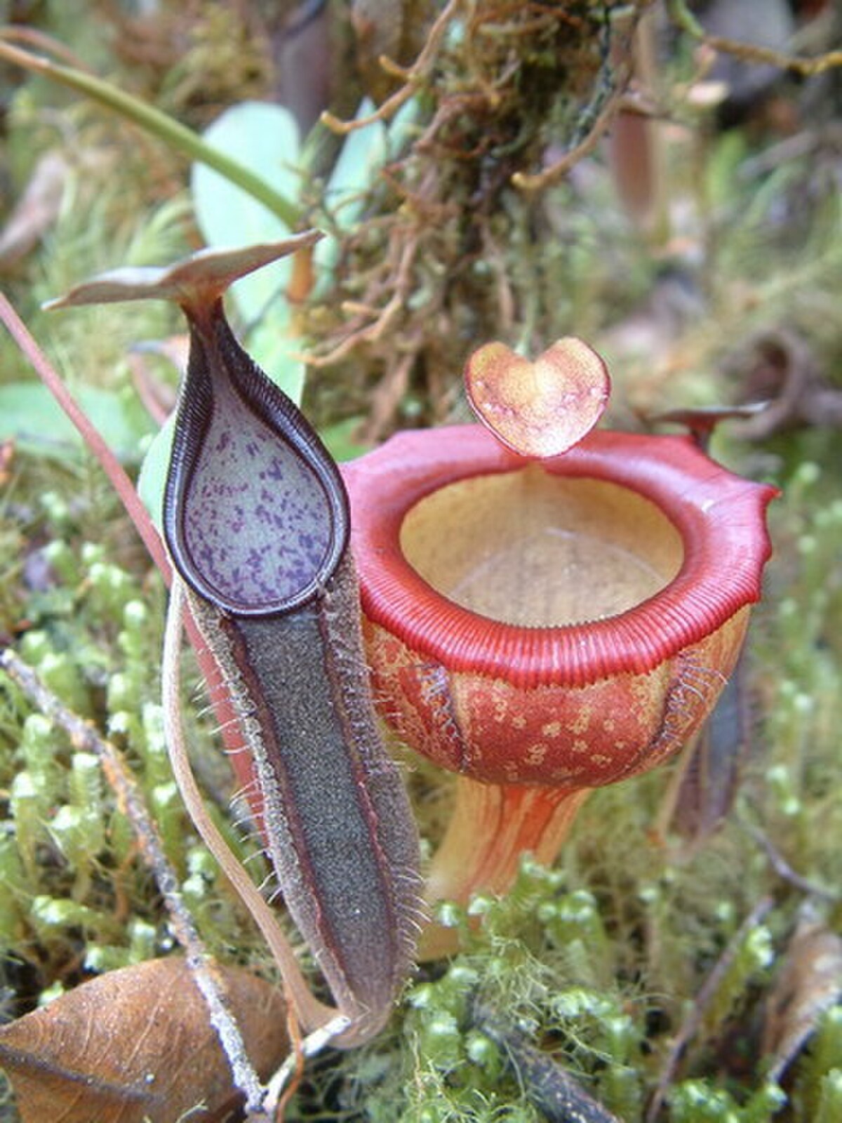 Nepenthes lingulata