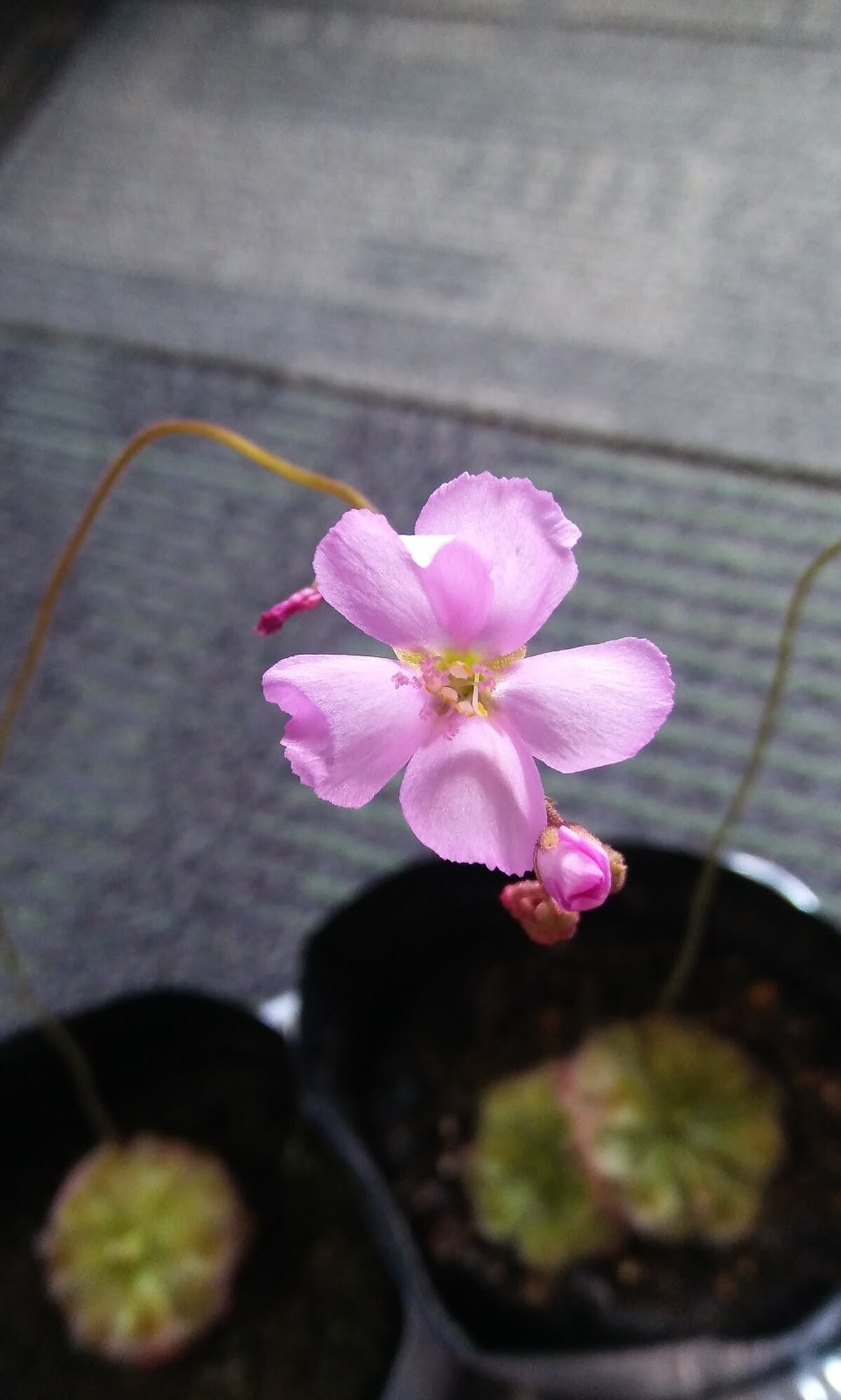 Drosera admirabilis