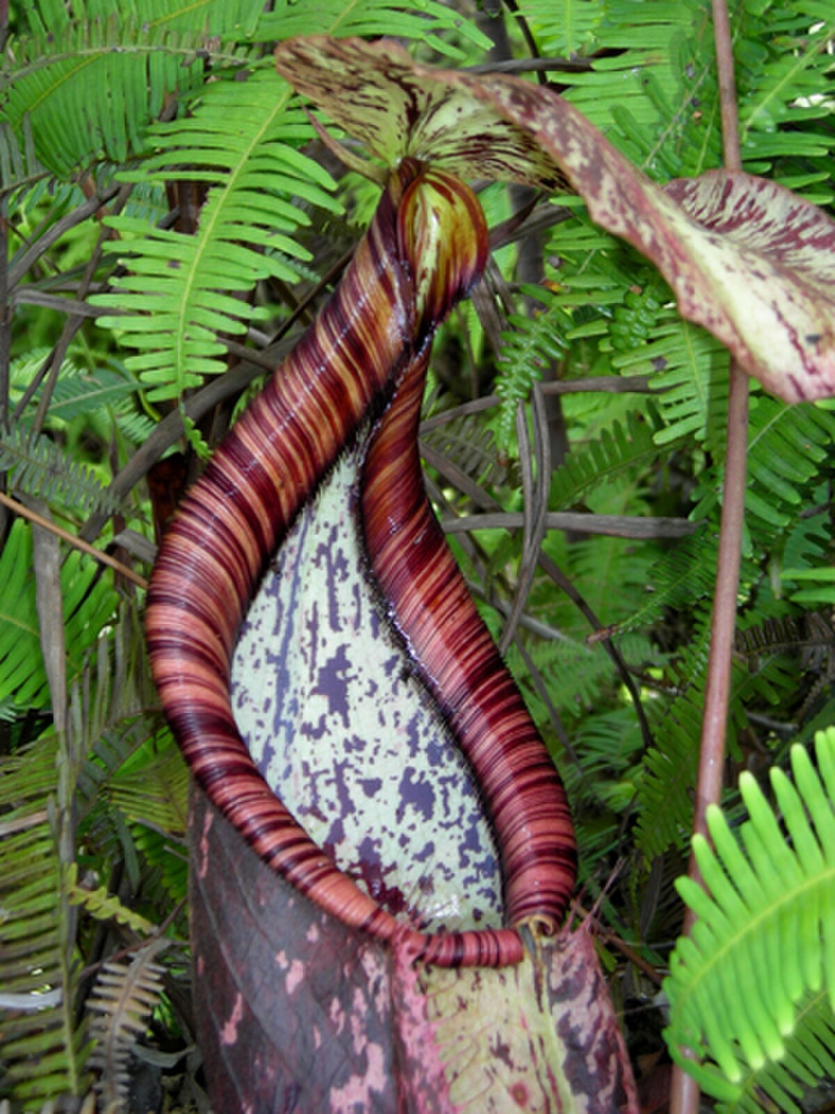 Nepenthes Rafflesiana