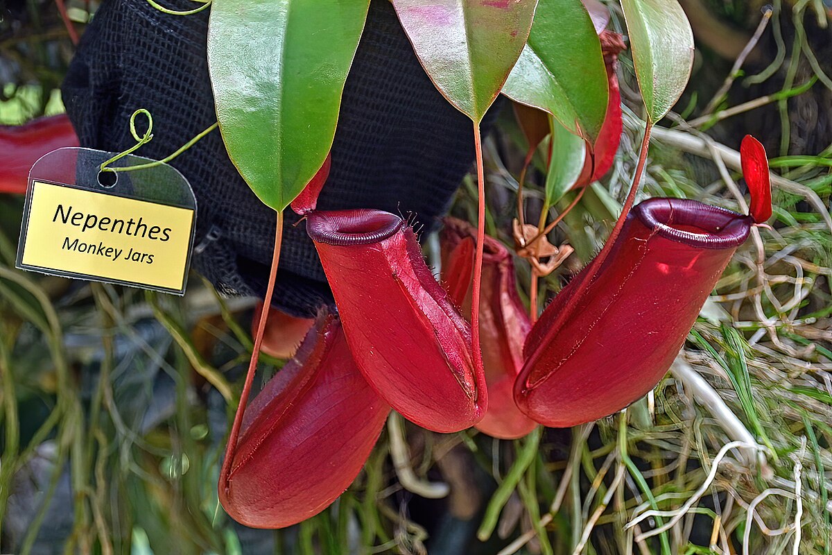 Nepenthes echinatus