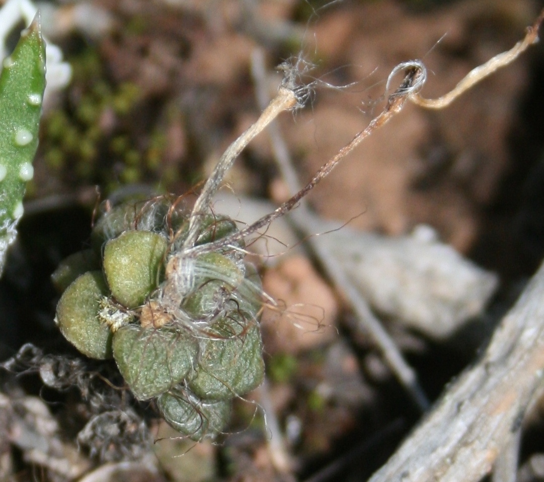 Anacampseros rufescens