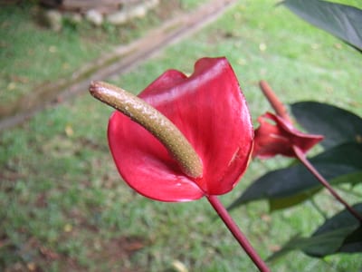 Anthurium peltigerum
