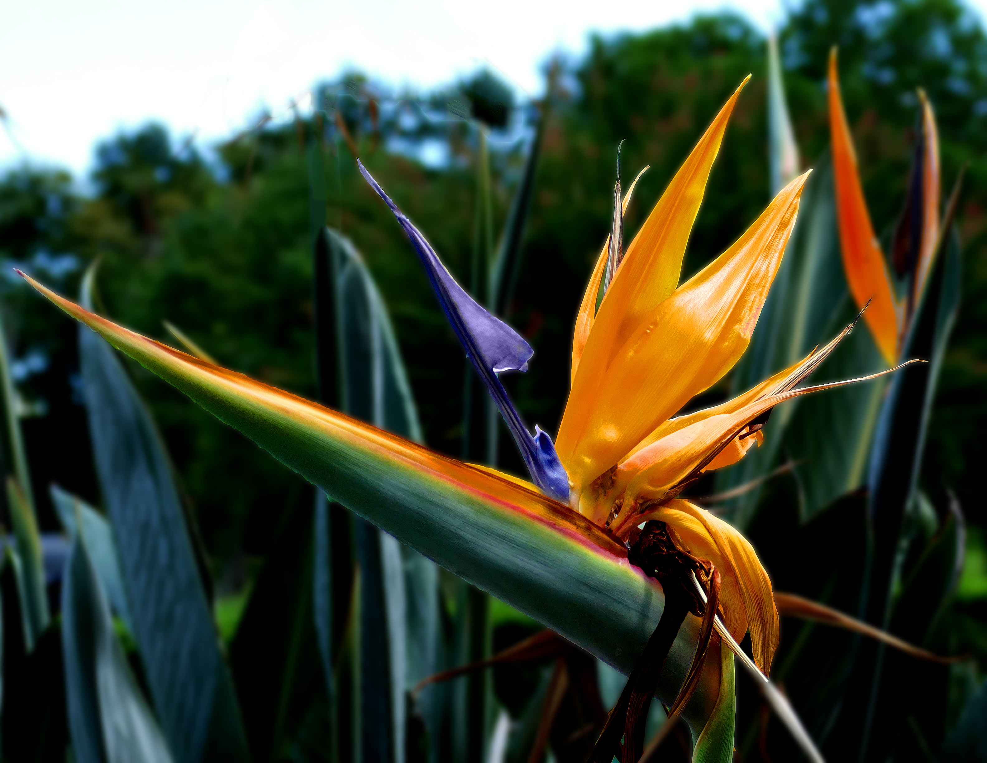 Strelitzia reginae