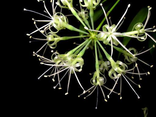 Dracaena gold — iNaturalist