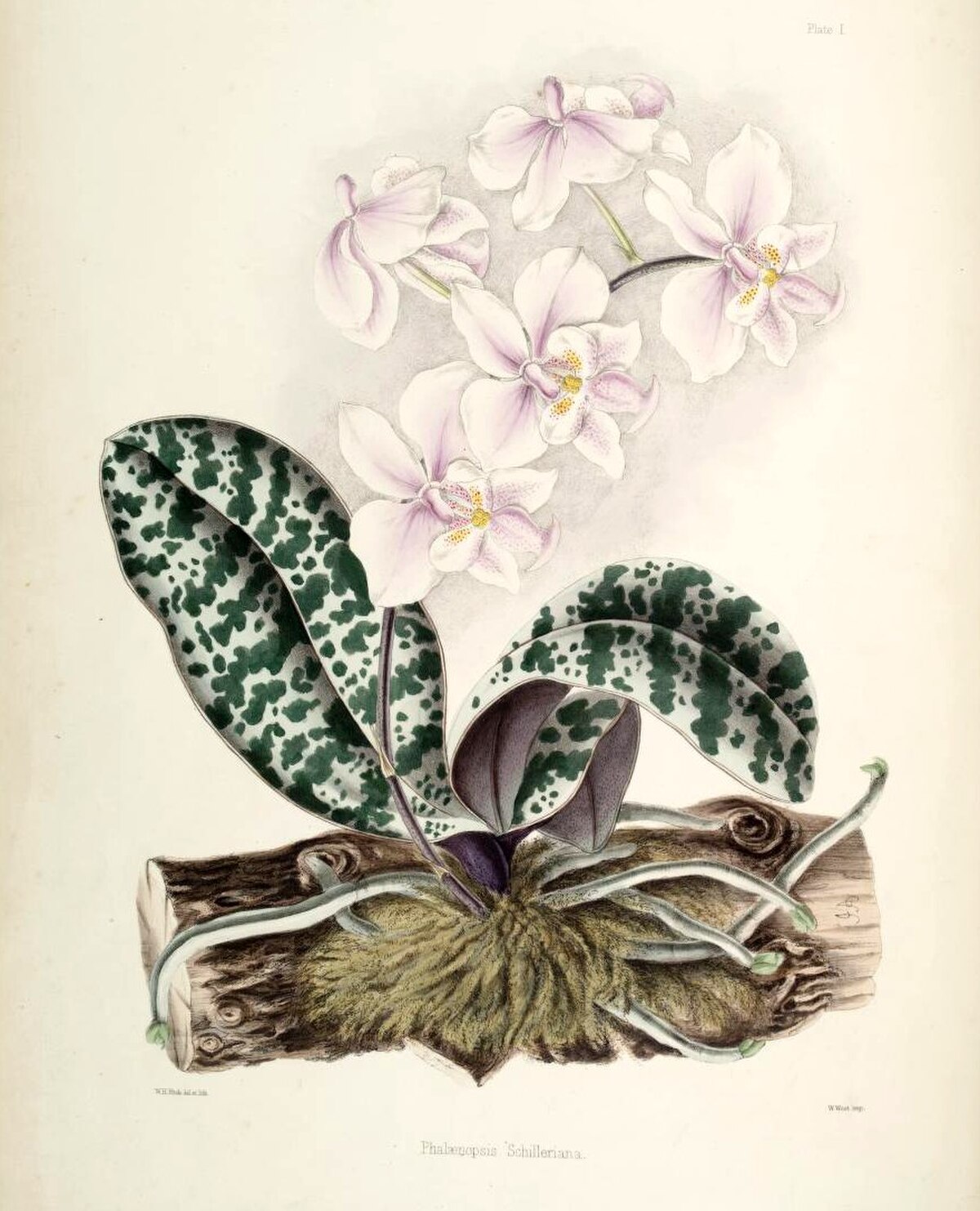 Phalaenopsis schilleriana