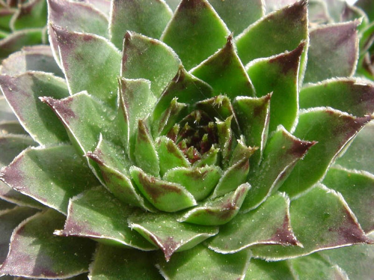 Sempervivum tectorum