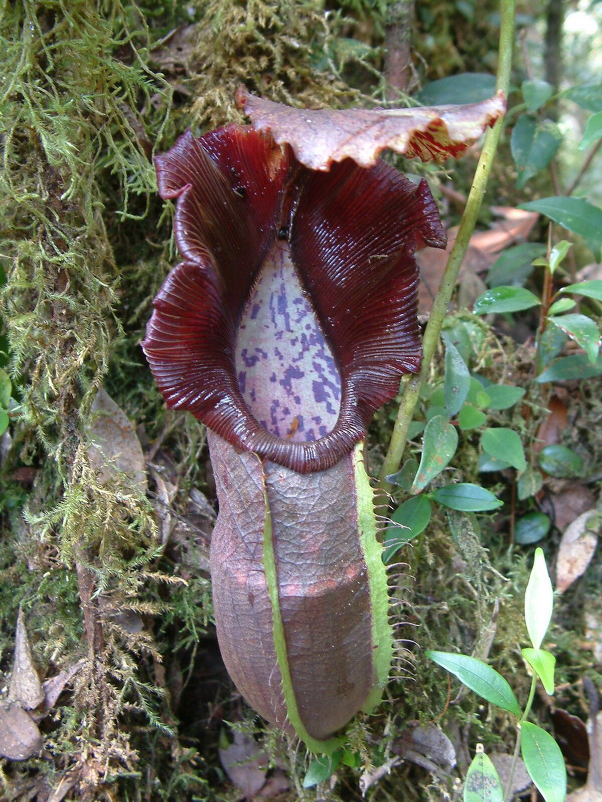 Nepenthes naga