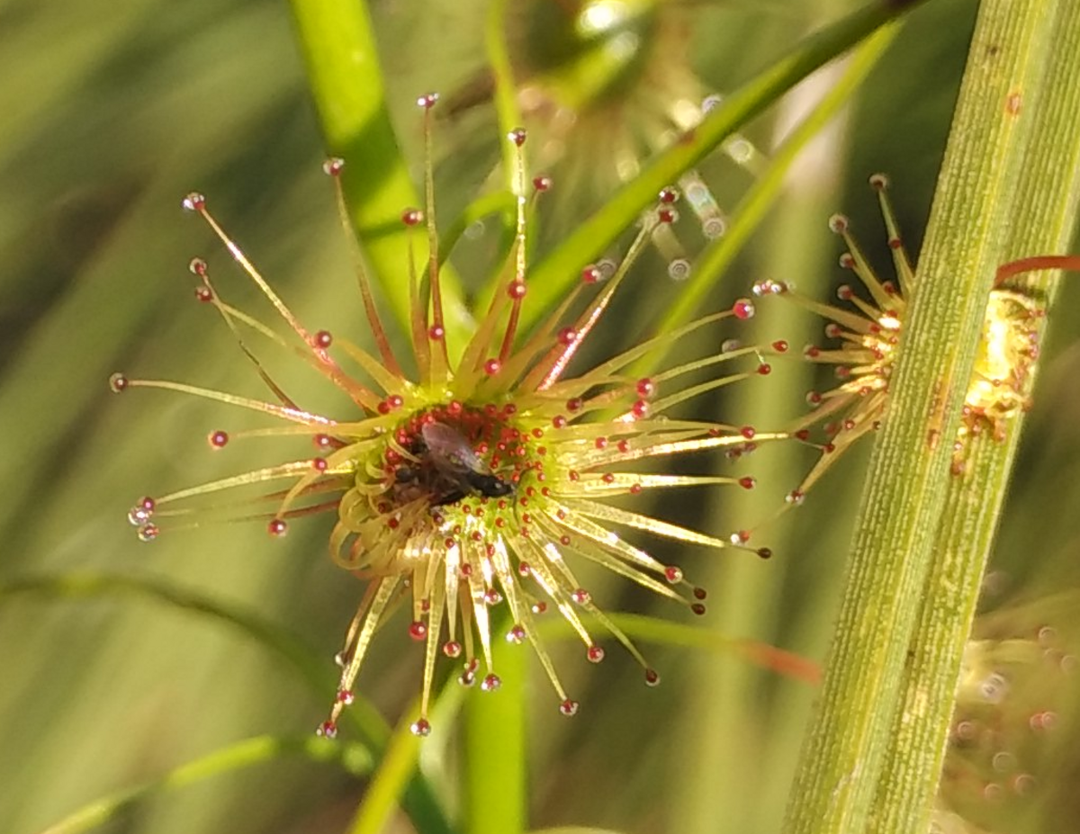 Drosera peltata