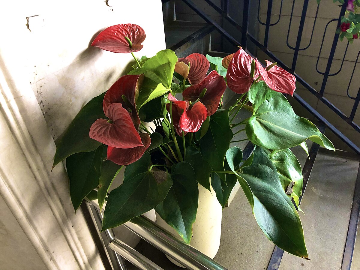 Anthurium andraeanum