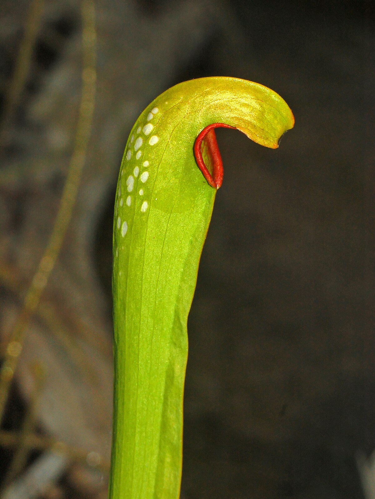 Sarracenia minor