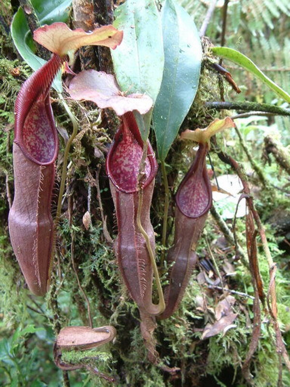 Nepenthes izumiae